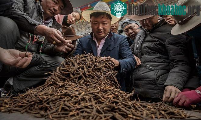 Đông trùng hạ thảo được bày bán.