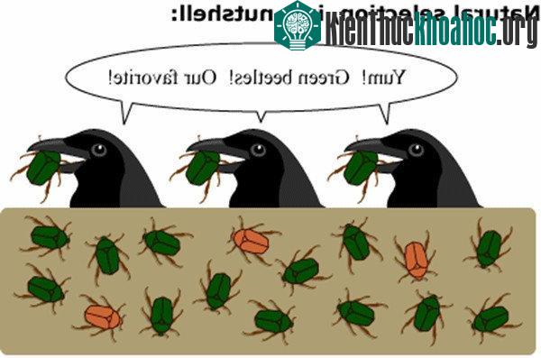 Chọn lọc tự nhiên