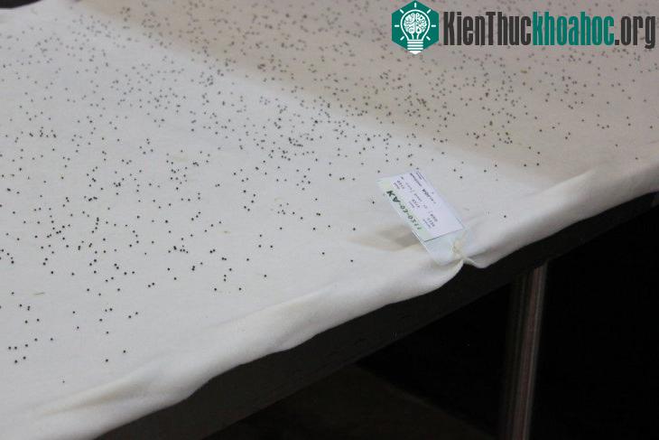 Quá trình gieo trồng bắt đầu với việc nông dân đổ hạt giống nhỏ xíu lên một khay trồng phủ vải và nhựa tái chế.
