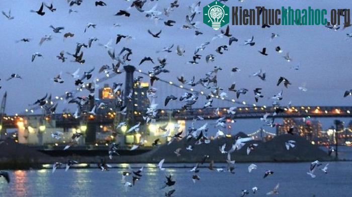 Sau khi Riley thổi còi ra hiệu, đàn chim bồ câu chân gắn đèn led đồng loạt bay vút lên trời từ một chiếc tổ lớn đặt trên tàu Baylander, con tàu sân bay từng phục vụ trong thời kỳ chiến tranh Việt Nam.