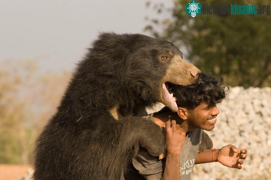 Gấu Baloo có khả năng là những chú gấu lười