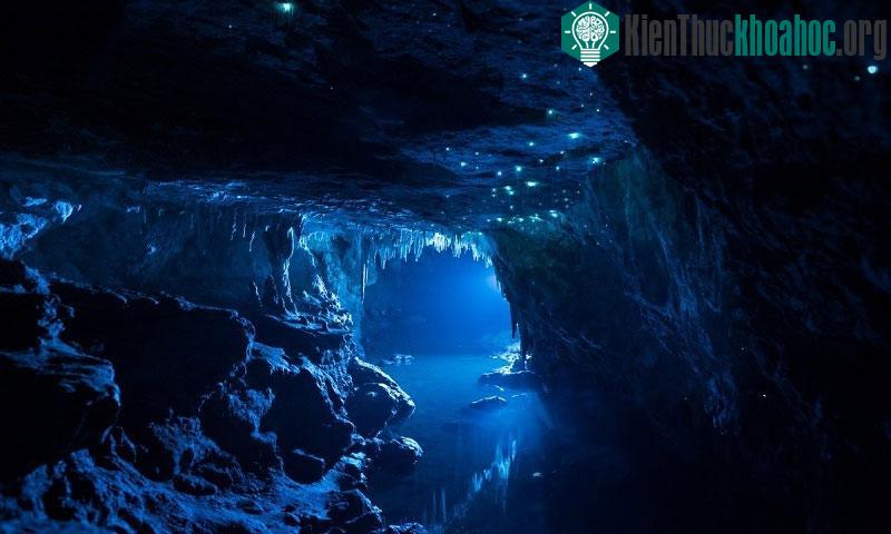 Đom đóm sử dụng ánh sáng để thu hút những con côn trùng khác làm con mồi.