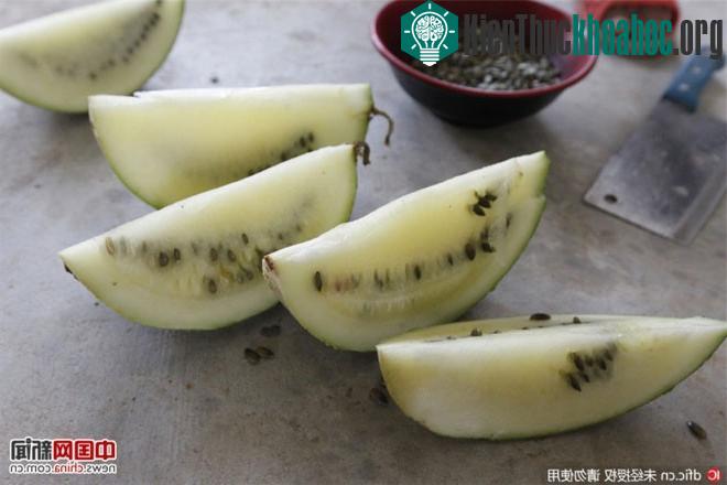 Dưa có ruột màu vàng nhạt, hạt màu xanh. Quả nặng nhất có trọng lượng 4,7kg, quả nhẹ nhất là 2,05kg.