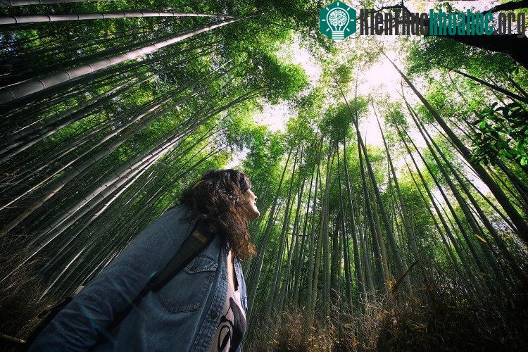 Trước khi vào rừng, cần phải có kiến thức về rừng. (Ảnh: 500px.com).