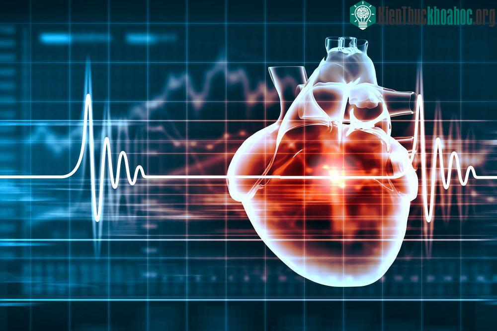 Quả tim tự sản sinh xung điện cho riêng mình, tạo ra nhịp đập.
