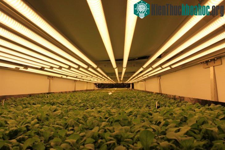 Các khay được đặt dưới bóng đèn LED mô phỏng ánh sáng Mặt Trời tự nhiên.
