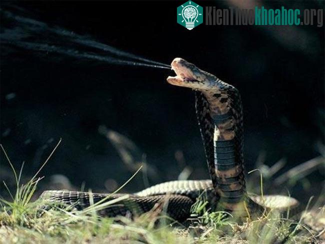 Vì sao rắn hổ mang lại hay nhắm vào mắt người?