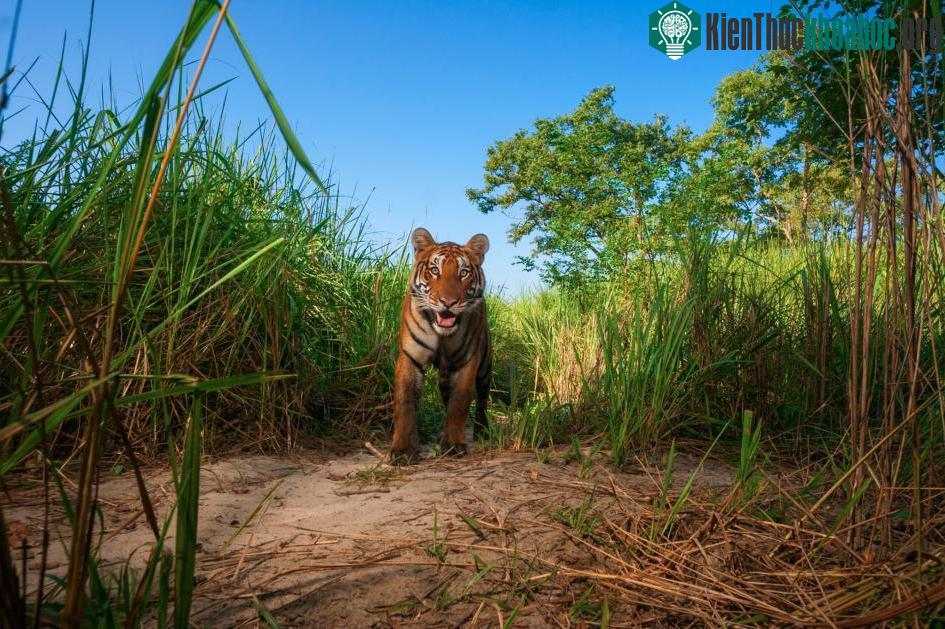 Hổ Shere Khan là loài vật nguy hiểm nhất trong tác phẩm của Kipling