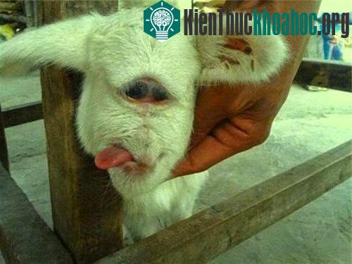 Dị tật này không giới hạn ở con người, mà các loài động vật cũng có khả năng gặp phải.