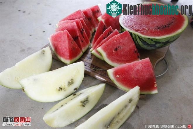 Dưa hấu của ông Cung được đặt cạnh dưa hấu thông thường.