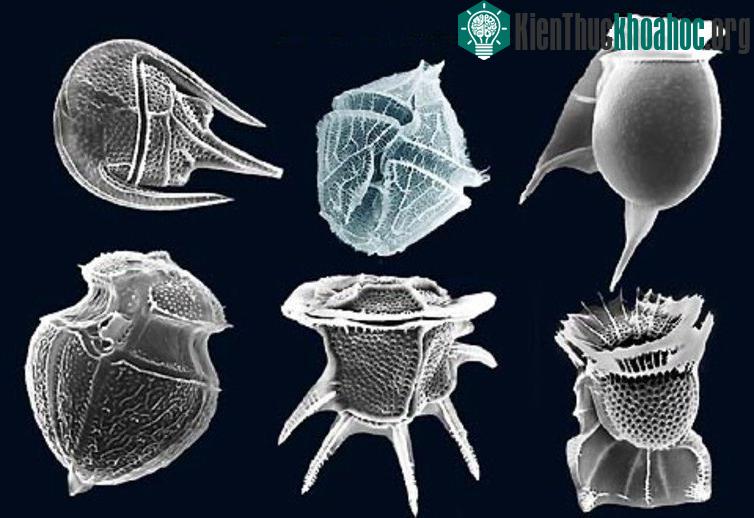 Đây là loại độc chất nguy hiểm nhất tồn tại trong cơ thể của các động vật biển. (Nguồn ảnh: Flickr).