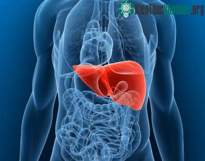 Gan có khả năng mọc lại kích thước như ban đầu.
