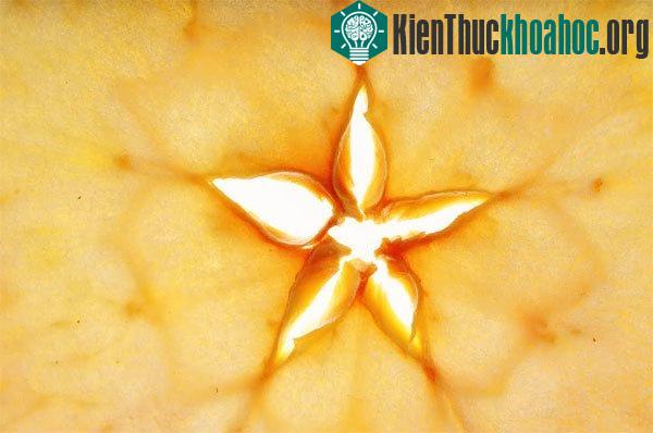 Bổ ngang quả táo sẽ lộ ra hình ngôi sao 5 cánh