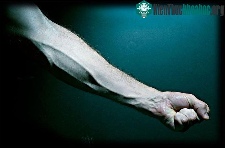 Máu chỉ trông xanh vì bạn đang nhìn nó qua các lớp mô, như một bộ lọc màu.