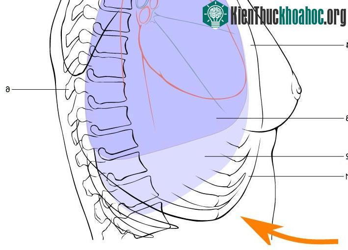 Có thể dùng phương pháp sơ cứu Heimlich để tự lấy dị vật trong cổ họng của mình.