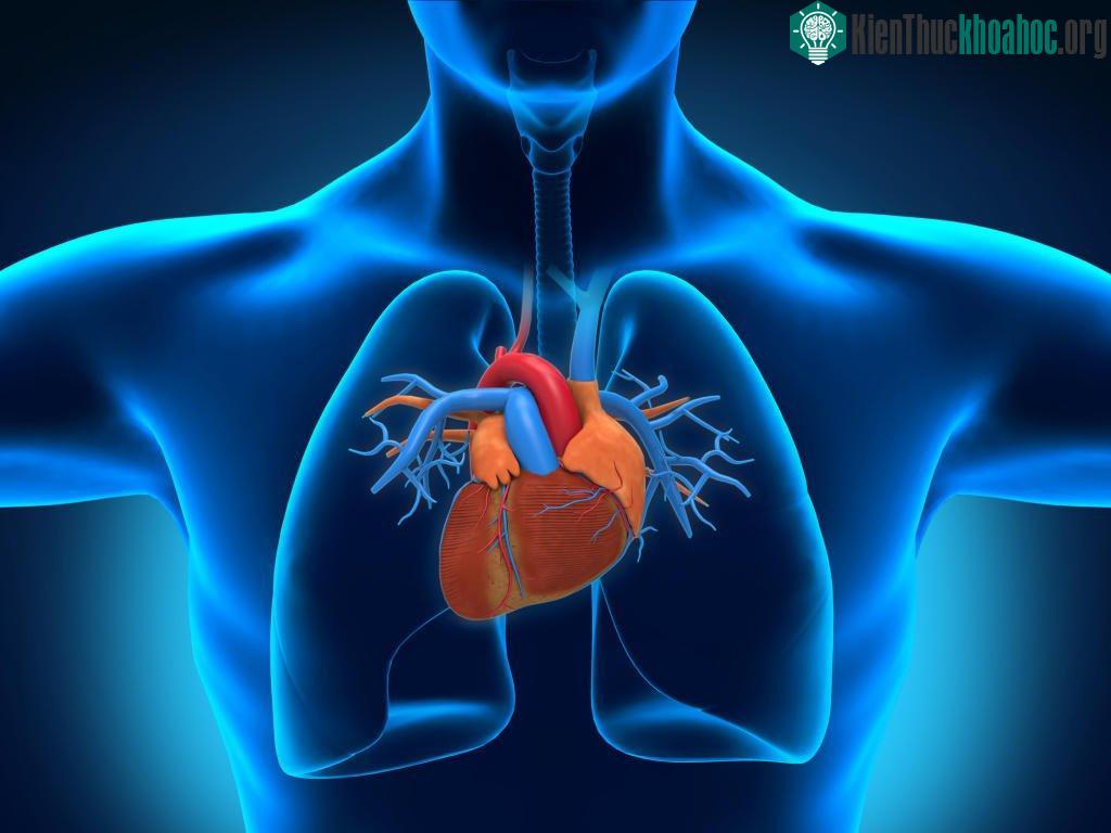 Galen, vị bác sĩ kiêm triết gia người Hy Lạp, đưa ra mô hình hệ thống tuần hoàn vào thế kỷ thứ 2.