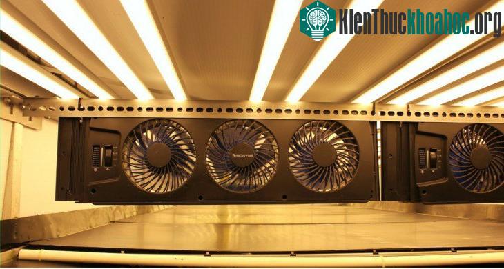 Những chiếc quạt nhỏ quay ở giữa mỗi dãy, cung cấp oxy cho cây xanh.