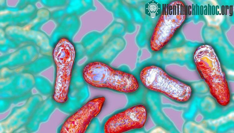 Chỉ cần một nanogram trên mỗi kg cơ thể của chất này cũng đủ làm tử vong ngay lập tức. (Nguồn ảnh: npr).