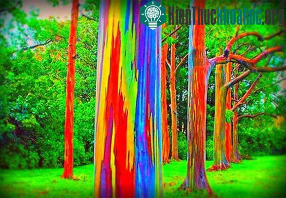 Cây bạch đàn cầu vồng Eucalyptus ở bắc bán cầu.