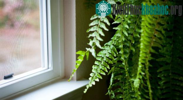 10 cách giúp nhà của bạn mát mẻ hơn trong những ngày nắng nóng