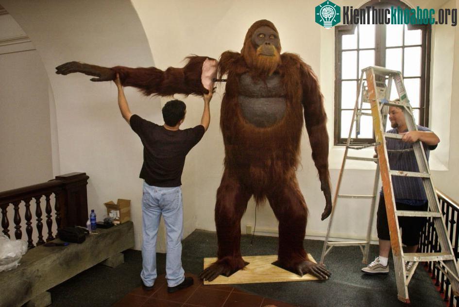Mô hình Gigantopithecus tại một bảo tàng
