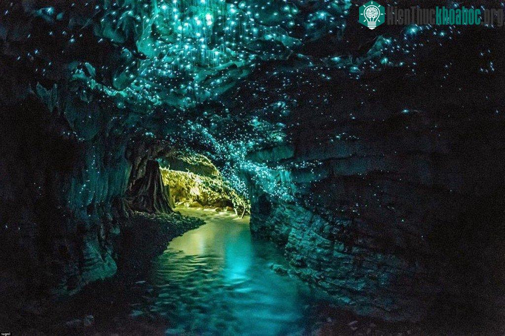 Hang đom đóm Waitomo ở New Zealand.