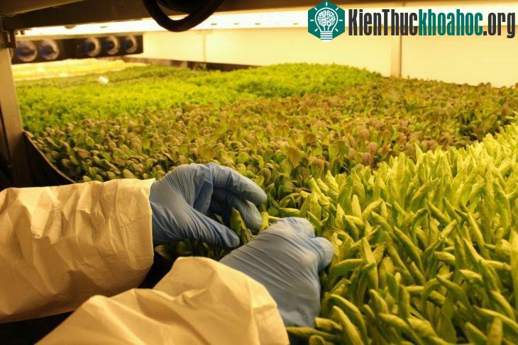 Nếu cây cải xoăn không nhú ở một quang phổ ánh sáng hoặc nồng độ oxy nhất định, nông dân sẽ điều chỉnh các điều kiện cho vụ mùa tiếp theo.