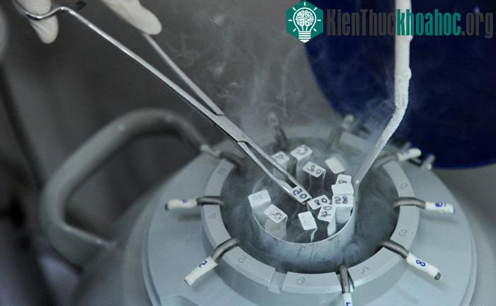 Các mẫu tinh trùng liên tục được lấy ra để thực hiện các biện pháp thụ tinh.