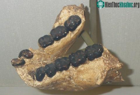 Hàm dưới của vượn Gigantopithecus