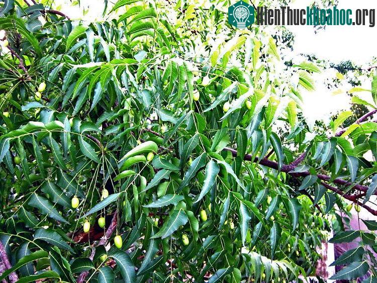 Cây xoan xuất hiện khá phổ biến ở Việt Nam. (Ảnh: wikimedia).