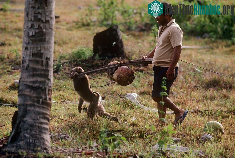 Thái Lan có một trường học dành riêng cho khỉ, có tên Cao đẳng Khỉ Thani. Tại đây, các chú khỉ được học biểu diễn và hái dừa. Ngoài ra, quốc gia du lịch này cón có một lễ hội trong đó hàng tấn hoa ...