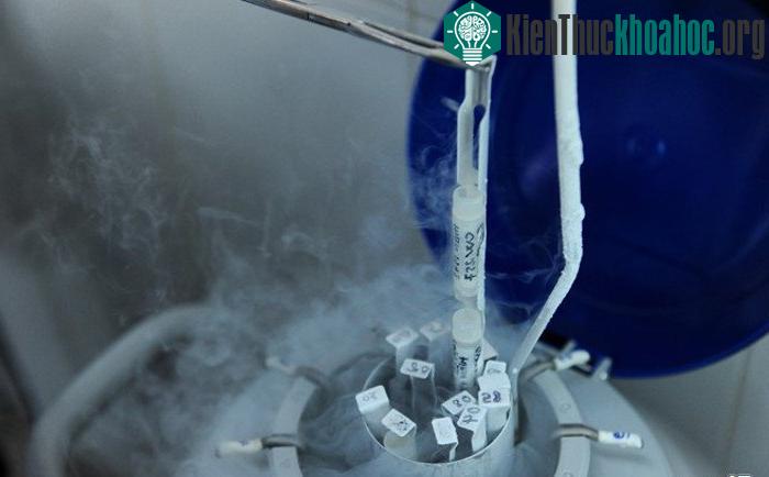 Đây là một mẫu đông tinh trong bình nito lỏng. Chúng được đánh số, tên cẩn thận.