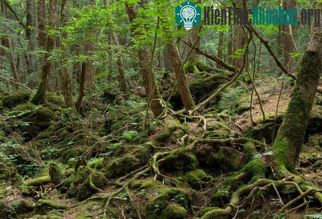 Khu rừng Aokigahara, Nhật Bản