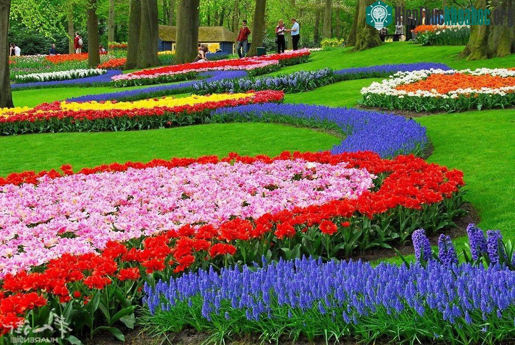 Với khoảng 7 triệu hoa tulip thuộc 100 giống khác nhau, vườn Keukenhof đủ sức lay động, làm mê mẩn bất cứ du khách nào có dịp ghé thăm nơi đây.