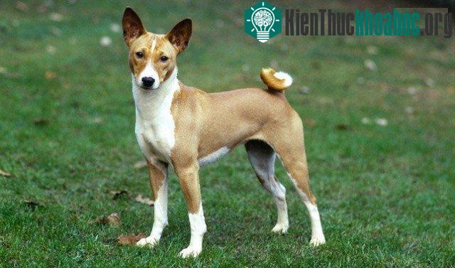 10. Không phải tất cả các loài chó đều sủa. Giống chó Basenji không sủa, chúng chỉ gầm gừ, rên tỉ, ư ử tùy theo tâm trạng.