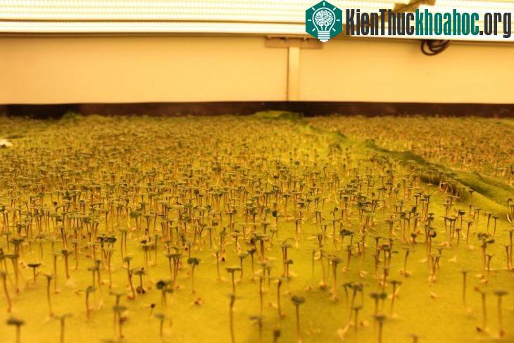 Mỗi năm, AeroFarms thu hoạch 30 vụ và sản xuất 900 tấn rau lá xanh, trong khi một trang trại ngoài trời thông thường ở New York chỉ có thể sản xuất tối đa ba vụ mùa rau diếp nếu thời tiết tốt.