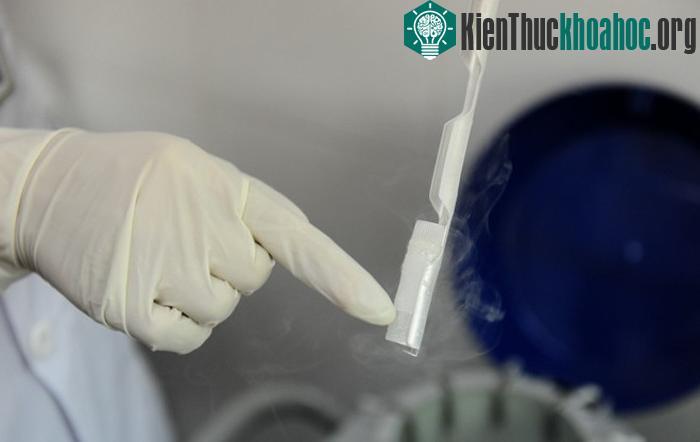 Mỗi tuýp nhỏ chứa khoảng 1,8 ml tinh trùng. Khi cần để thụ tinh nhân tạo, thụ tinh trong ống nghiệm, các bác sĩ chỉ cần sử dụng một tuýp nhỏ như vậy