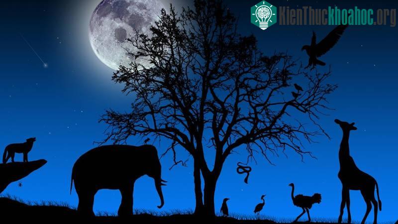 Mối liên hệ giữa mặt trăng với việc vật nuôi bị thương chưa được làm sáng tỏ.