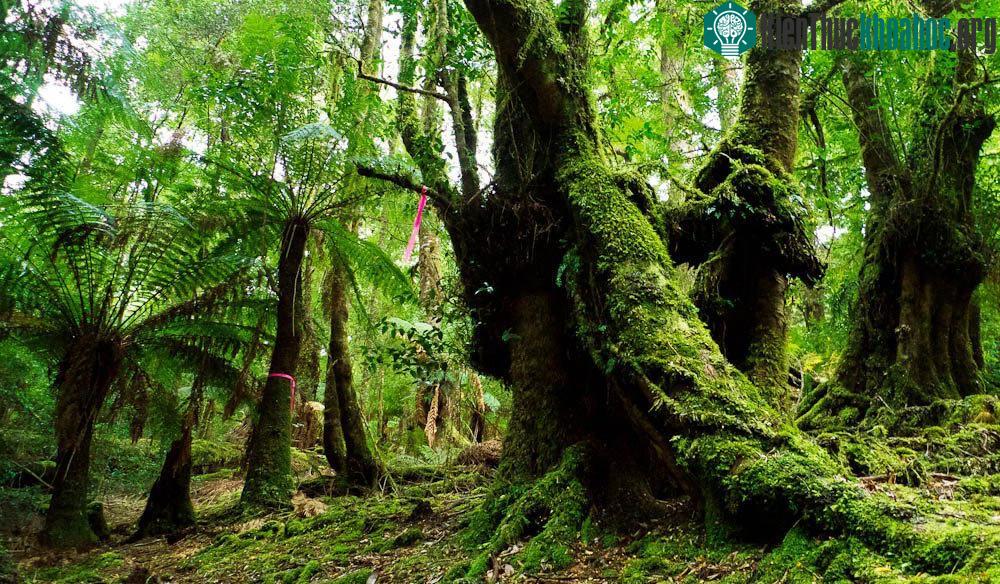 (Ảnh: Australiantraveller.)