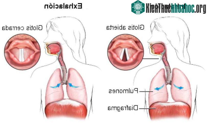 Vì sao bị nấc?