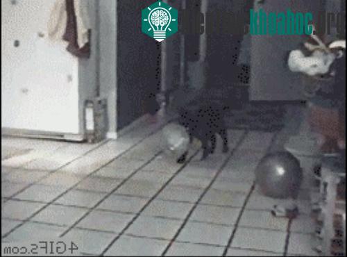 Giật cả mình...