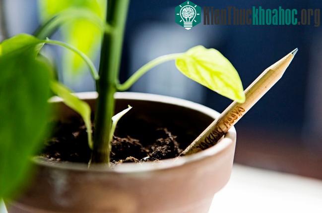 Trồng cây bằng bút chì là phát minh mới ấn tượng và cực hữu ích.