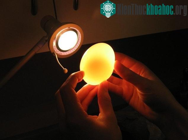 Thí nghiệm vui về quả trứng ngâm giấm.
