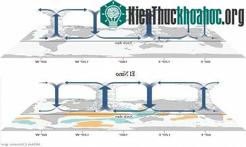 Vòng lưu chuyển Walker trong điều kiện bình thường (hình trên) và khi hiện tượng El Nino diễn ra (hình dưới). Ảnh: NOAA.