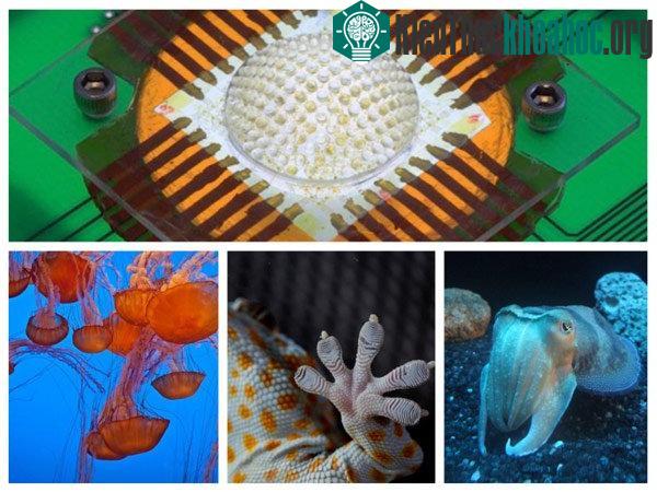 13 phát minh khoa học đột phá mà con người vay mượn từ thiên nhiên