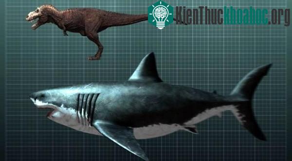 Cá Mập Megalodon&nbsp;có thể tích như một con tàu ngầm, nặng lên đến 50- 60 tấn là sát thủ kinh hoàng nhất biển cả cổ đại.&nbsp;Ảnh trên là mô phỏng lại một con quái vật megalodon và so sánh nó với...