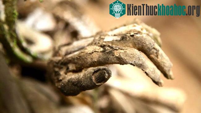 Một xác ướp còn nguyên móng tay. (Ảnh: BBC).