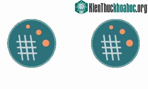 Sinh sản vô tính (nhân đôi tế bào) là hình thức sinh sản đầu tiên