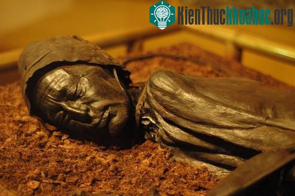 Tollund Man, xác ướp được tìm thấy ở một đầm lầy tại Đan Mạch. (Ảnh: Herald News).