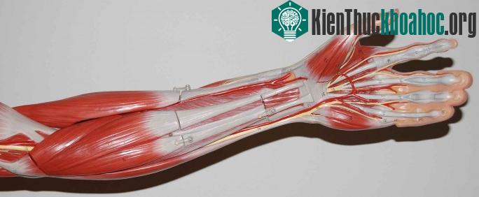 5 khả năng kỳ lạ của con người khi lái xe